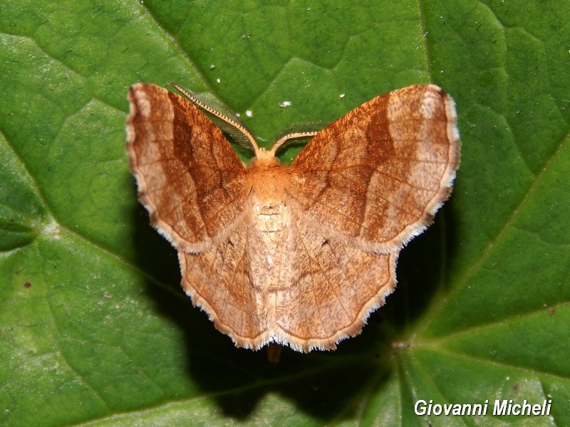 Ceppis advenaria Geometridae